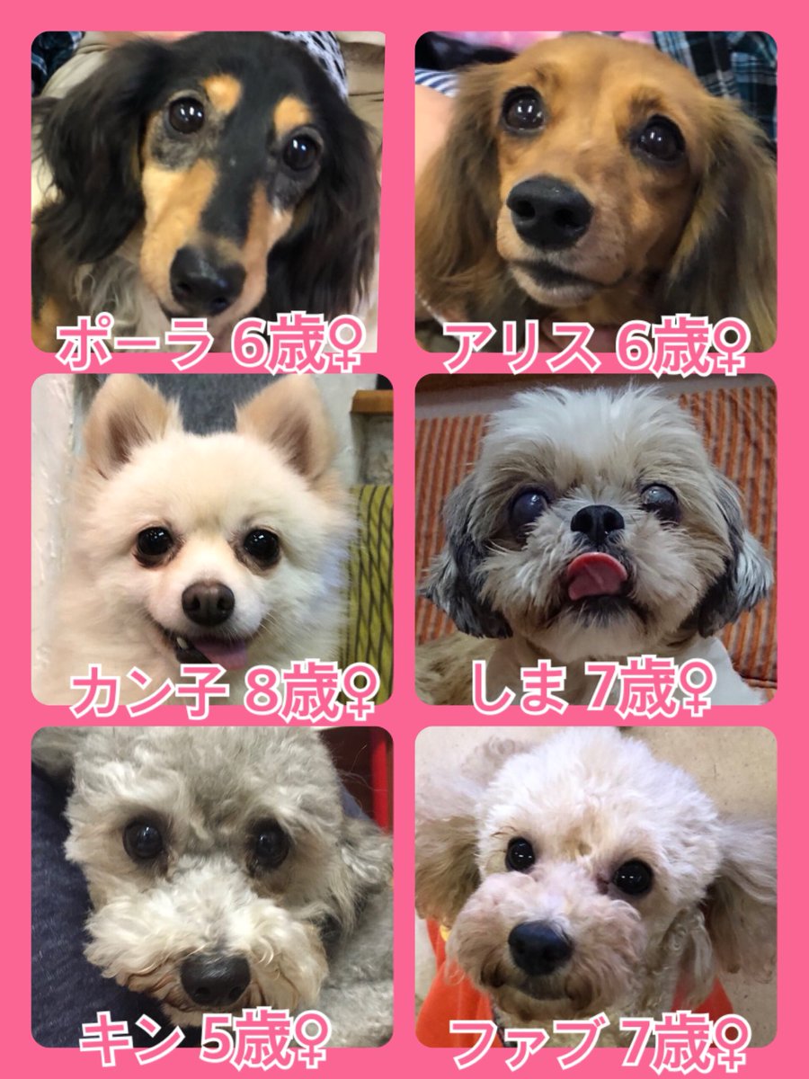 🐾今日の里親様募集中ワンコ🐶メンバーです🐾2019,9,14